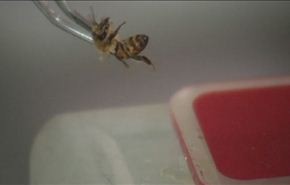 لسعات النحل لعلاج المرضی