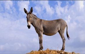 شاهد..يثبت قوته بحمله حمارا مع شاب يمتطيه