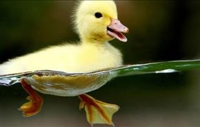 فیلم+ شکار جوجه اردک توسط ماهی گرسنه