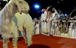 بز 80 هزار دلاری در عربستان ! + عکس