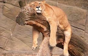 ویدیوی جالب از جانوران تنبل و خواب آلود