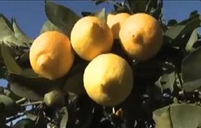 الهرمونات الصناعية ومخاطرها