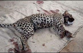 شهروندی که ببر کمیاب را با سم کشت