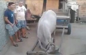 بالفيديو .. بقرة نشيطة تستعد للعمل بنفسها