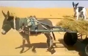 بالفيديو .. حمار ذكي ومهذب يفسح الطريق لسيارة