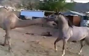 ویدیو؛ معانقۀ اسب و شتر پس از دوری طولانی!