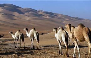 اثبات نقش شتر در انتقال ویروس مرگبار