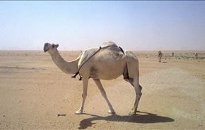جا دادن شتر داخل خودروی شخصی + فیلم