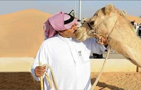 47 %من الإبل مصابة بـ