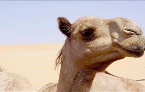 روش عجیب دو عربستانی برای تمسخر وزیر بهداشت + فیلم