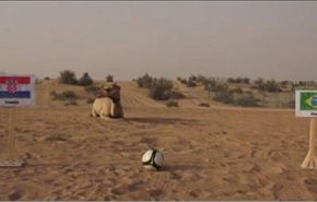 بالفيديو/جمل اماراتي يتنبأ بنتائج المونديال