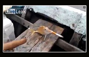 بالفيديو/صيادون يجبرون سمكة على تدخين سيجارة!!