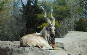 پیروی از بُز و ارسال فکس با جن !!