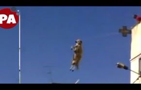 فيديو: هرب من الذبح فتعلق بين السماء والارض!