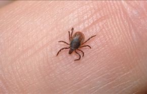 احذر، حشرة يمكن أن تجعلك نباتياً بعد لدغك