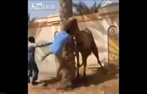 شتری که سر قصاب خودش را گاز گرفت + فیلم