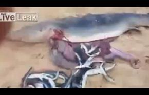 شاهد....ماذا عثر صيادون داخل بطن سمكة قرش؟!
