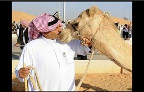 بالصورة/حمام ماساج البعير في السعودية!