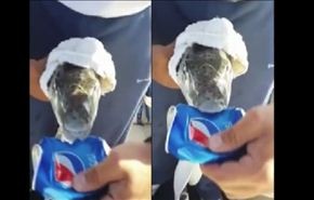 فيديو لسمكة قاتلة تفرم الحديد بثوان!!!