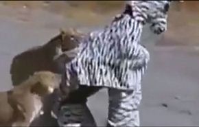 شاهد عاقبة التنكر بصورة حمار وحشي امام الاسود