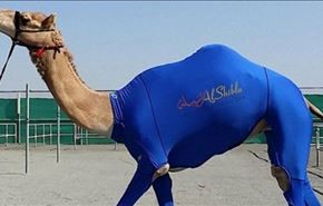 لباس ورزشی برای شترها + عکس