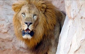 حمله شیر به زن مصری در سیرک + فیلم