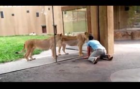 فيديو... لماذا غضبت اللبؤة من هذا الرجل؟