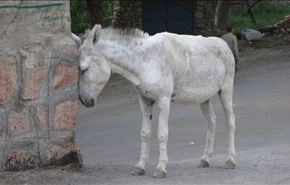 الاغ در فرودگاه مصر+فیلم