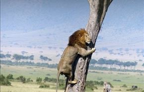 دنیای وارونه : وقتی شیر نر گربه می‌شود!