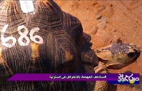السلاحف المهددة بالانقراض في استراليا
