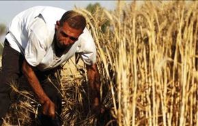 القمح، النفط الاخر لتنظيم 