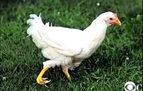 بالفيديو.. تركيب رجل اصطناعية لدجاجة عرجاء!