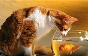 رفاقت باورنکردنی ماهی و گربه! + فیلم