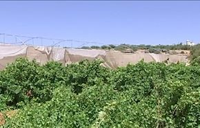 زراعة العنب في مدينة الخليل