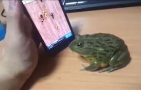 قورباغه گرسنه با کسی شوخی نداره + ویدئو