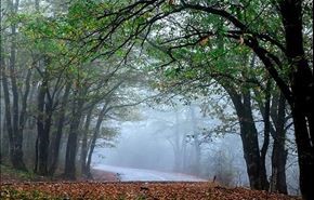 تصاویری زیبا از طبیعت پاییزی جنگل‌های ایران