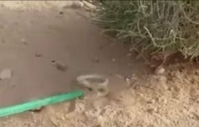 بالفيديو.. لحظة الإمساك أفعى سامة تختبئ بالرمال
