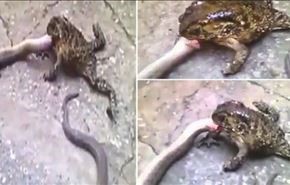 جدال دیدنی قورباغه و مار + ویدئو