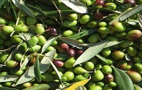صادرات هزاران تن زیتون اردنی به 