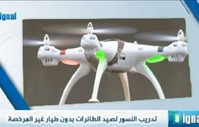 تدريب النسور لصيد الطائرات بدون طيار غير المرخصة