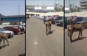 فیلم؛ اسب و قاطر و گاری در خیابان‌های اصلی قاهره
