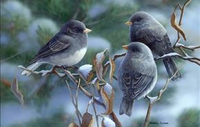 نقاشی های بسیار زیبا از پـرنـدگان در طبیـعت