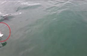 ویدیو: ماهی تن اشتباهی یک پرنده را قورت داد!