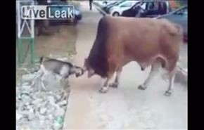 فيديو..أغرب مشاجرة 
