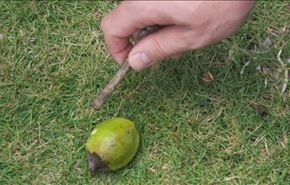 بالصور؛ أخطر شجرة بالعالم.. كي تكون بمأمن منها ابتعد 9 أمتار!