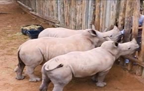 بالفيديو، صغار وحيد القرن تبكي بطريقة مفجعة..