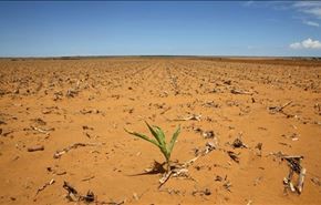 گرسنگی در کمین ده ها میلیون آفریقایی