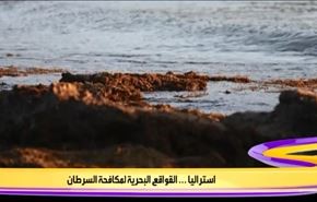 استراليا.. القواقع البحرية لمكافحة السرطان