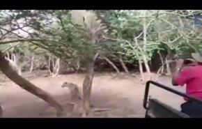 بالفيديو.. لقطات غريبة لجاموس يطارد 