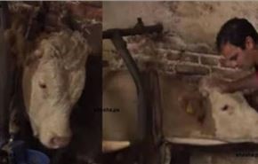 بالفيديو..هذا الثور كان مقيداً طوال حياته...عندما تحرر حدثت الصدمة!